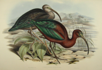 John Gould's Birds of Australia